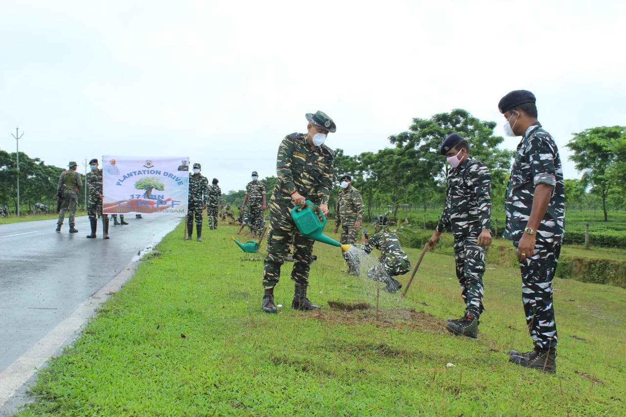   tree plantation